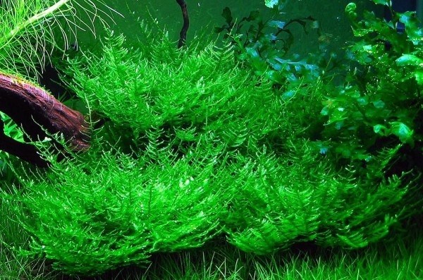 Taxiphyllum sp. "Peacock" (Таксифиллум Пиакок (Павлиный мох)) - меристемное растение для аквариума 821.671.1.11 - фото 31842