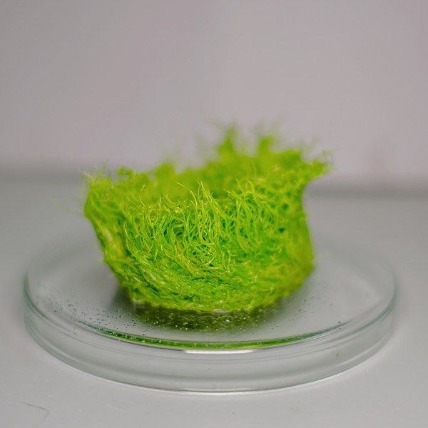 Utricularia graminifolia (Утрикулярия граминифолия) - меристемное растение для аквариума 821.111.1.11 - фото 31844