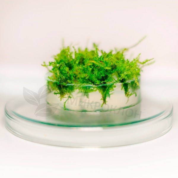Vesicularia ferriei "Weeping Moss" (Везикулярия ферри "Випинг" (Плакучий мох)) - меристемное растение для аквариума 821.281.1.11 - фото 31847