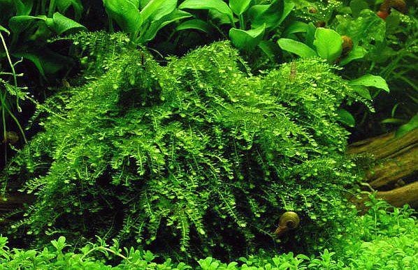 Vesicularia ferriei "Weeping Moss" (Везикулярия ферри "Випинг" (Плакучий мох)) - меристемное растение для аквариума 821.281.1.11 - фото 31848