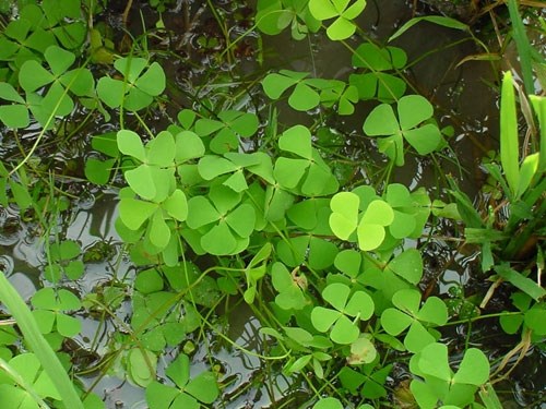 Marsilea crenata (Марсилия крената) - меристемное растение для аквариума 821.081.1.11 - фото 31852