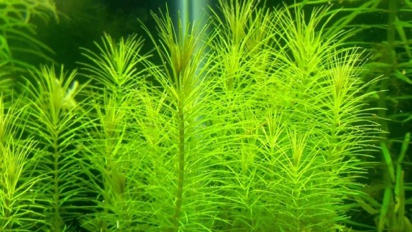 Pogostemon Erectus (Погостемон Эректус) - меристемное растение для аквариума 821.101.1.11 - фото 31872