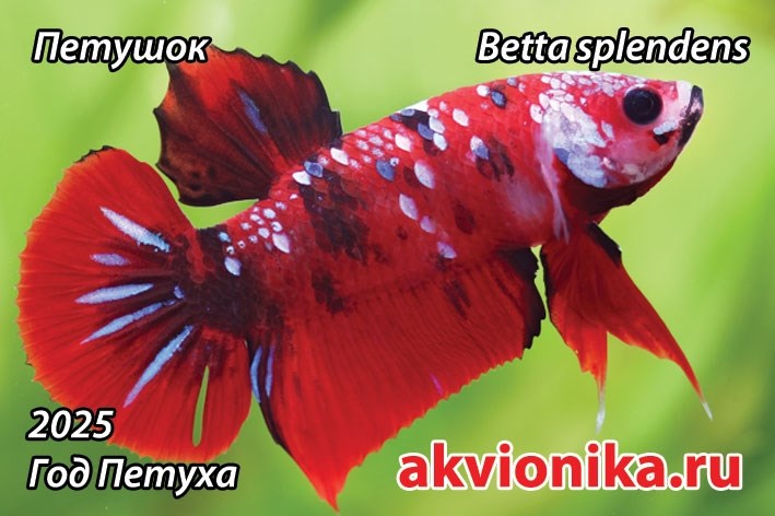 Магнитик "Петушок 2025 - год Петуха" (по календарю Аквионики :) ) MG-PT-25 - фото 32811