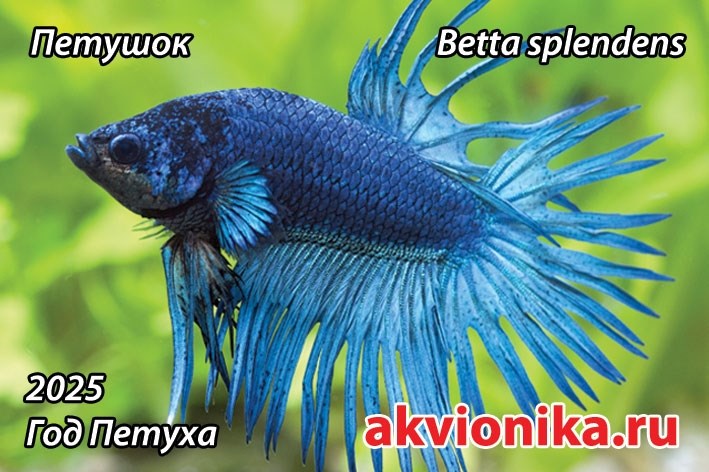 Магнитик "Петушок 2025 - год Петуха" (по календарю Аквионики :) ) MG-PT-25 - фото 32813