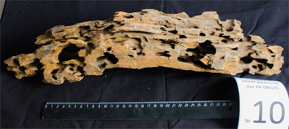 Коряга-эксклюзив Дракон M №10 - на фото актуальная коряга, существует в единственном экземпляре PR-080195-10 - фото 33473