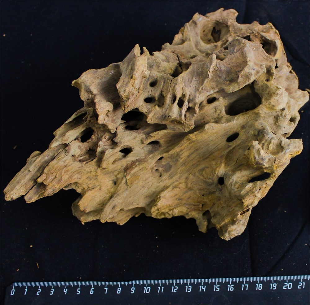 Коряга-эксклюзив Дракон M №11 - на фото актуальная коряга, существует в единственном экземпляре PR-080195-11 - фото 33475