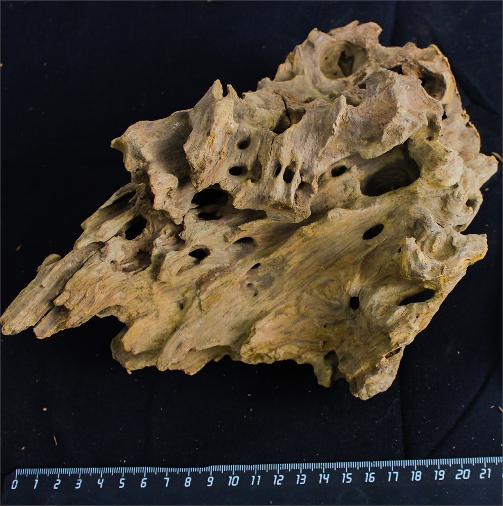 Коряга-эксклюзив Дракон M №11 - на фото актуальная коряга, существует в единственном экземпляре PR-080195-11 - фото 33476