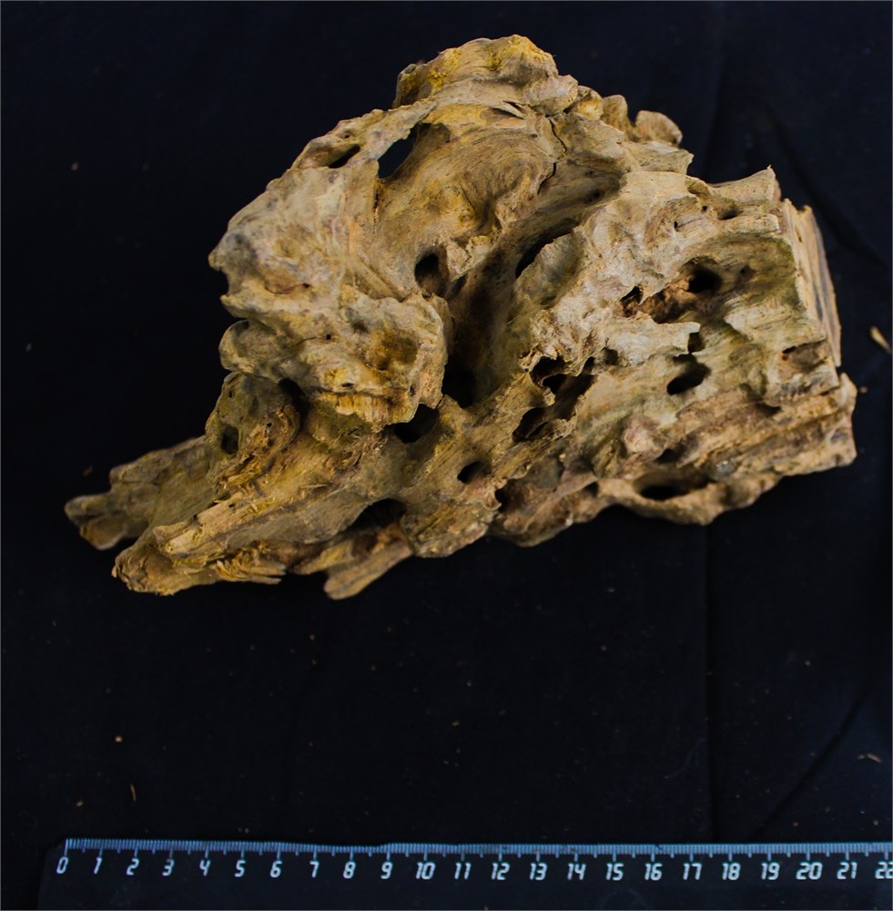 Коряга-эксклюзив Дракон M №11 - на фото актуальная коряга, существует в единственном экземпляре PR-080195-11 - фото 33477