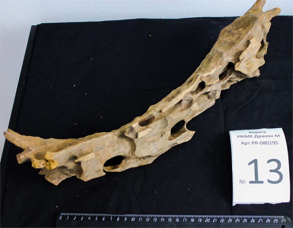Коряга-эксклюзив Дракон M №13 - на фото актуальная коряга, существует в единственном экземпляре PR-080195-13 - фото 33482