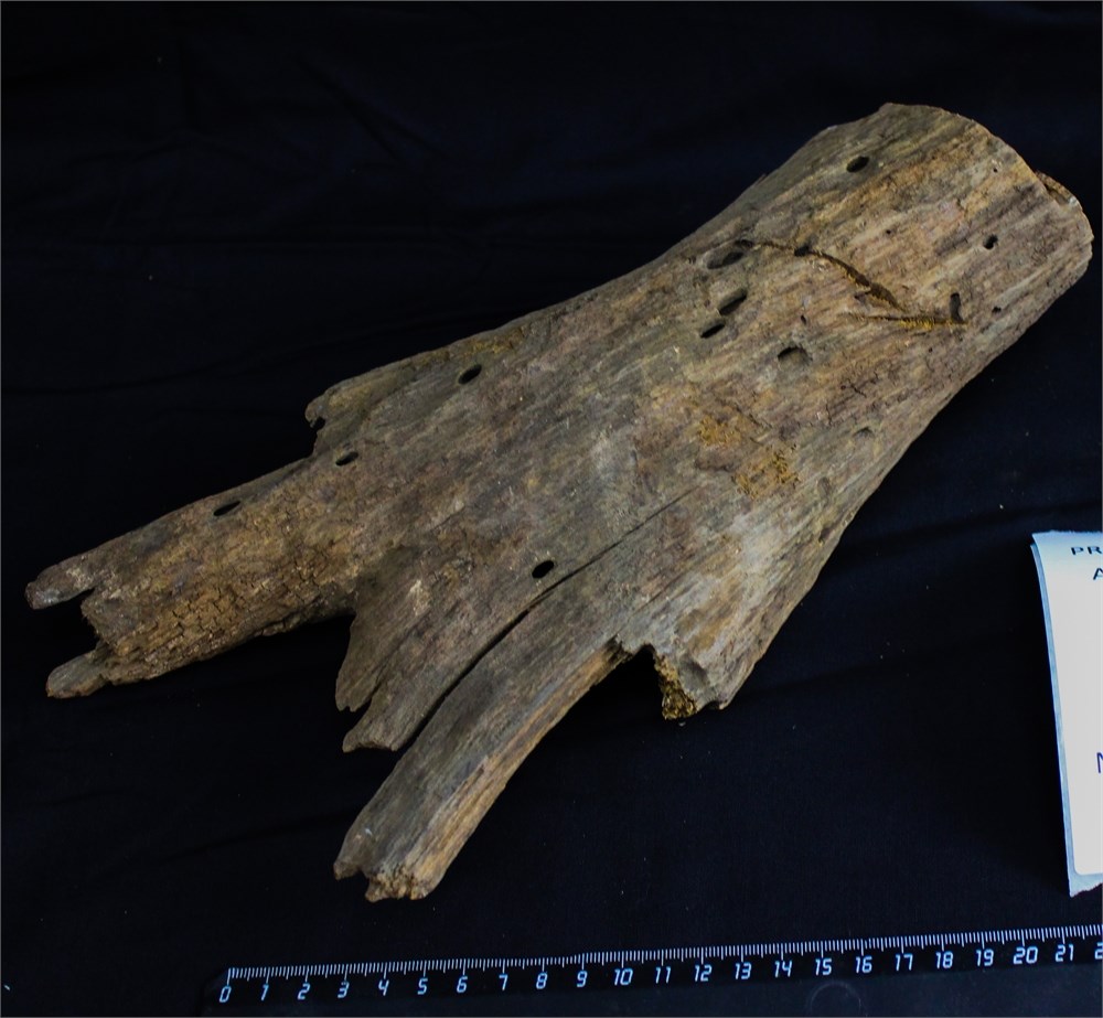 Коряга-эксклюзив Дракон M №14 - на фото актуальная коряга, существует в единственном экземпляре PR-080195-14 - фото 33485