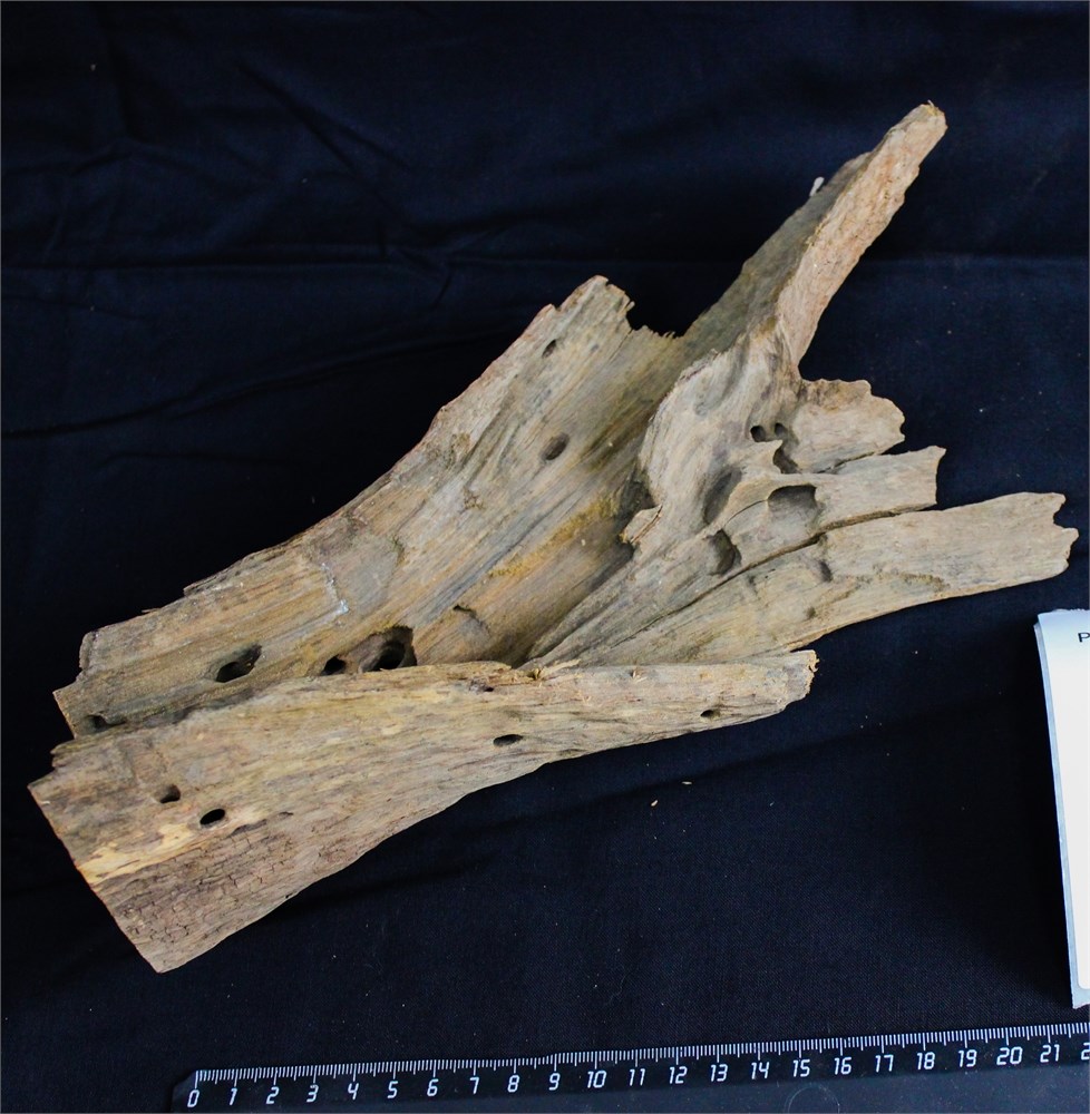 Коряга-эксклюзив Дракон M №14 - на фото актуальная коряга, существует в единственном экземпляре PR-080195-14 - фото 33486