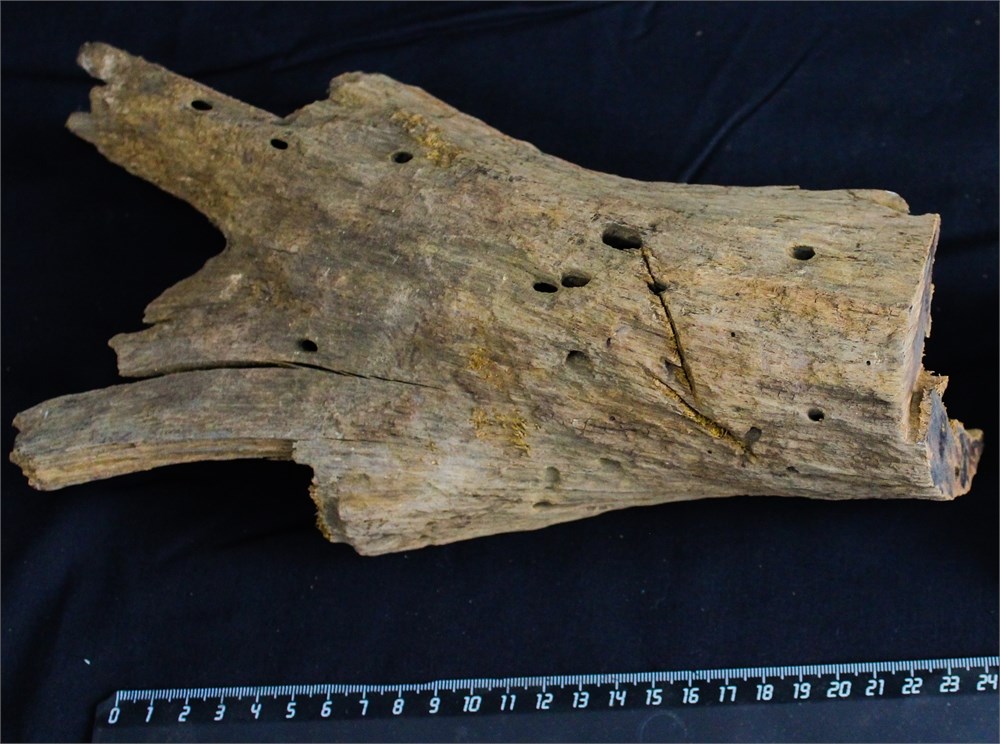 Коряга-эксклюзив Дракон M №14 - на фото актуальная коряга, существует в единственном экземпляре PR-080195-14 - фото 33487