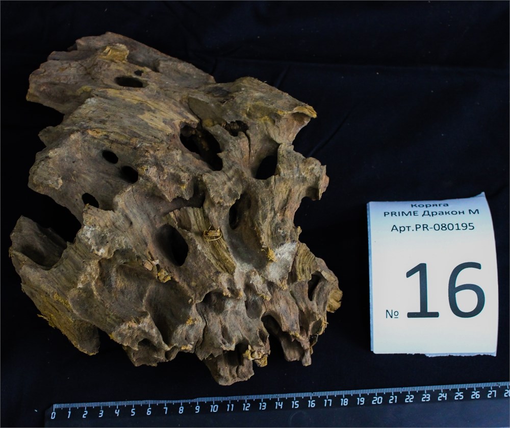 Коряга-эксклюзив Дракон M №16 - на фото актуальная коряга, существует в единственном экземпляре PR-080195-16 - фото 33493
