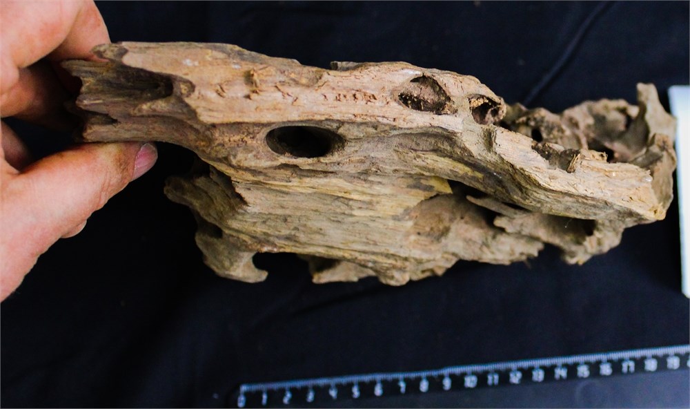 Коряга-эксклюзив Дракон M №16 - на фото актуальная коряга, существует в единственном экземпляре PR-080195-16 - фото 33494