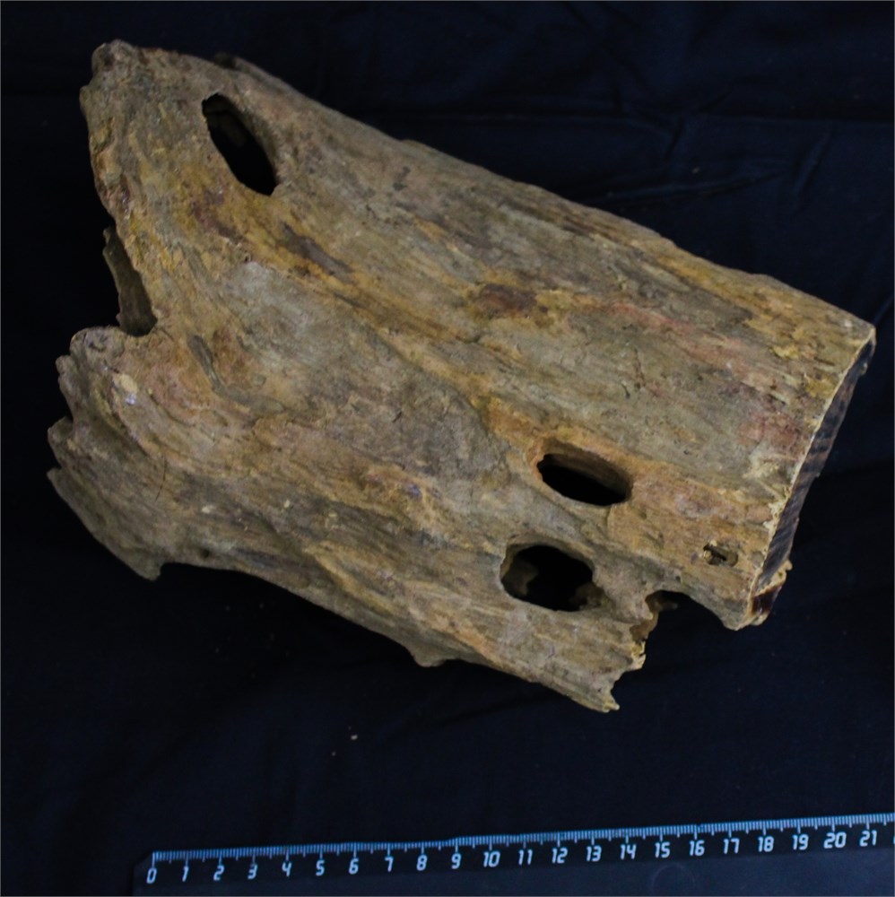 Коряга-эксклюзив Дракон M №19 - на фото актуальная коряга, существует в единственном экземпляре PR-080195-19 - фото 33503