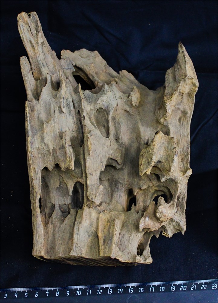 Коряга-эксклюзив Дракон M №19 - на фото актуальная коряга, существует в единственном экземпляре PR-080195-19 - фото 33504