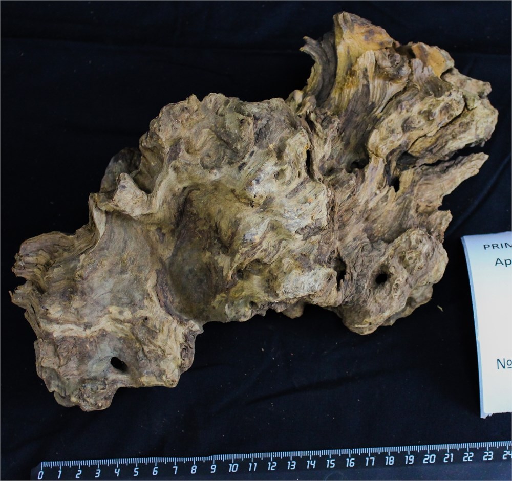 Коряга-эксклюзив Дракон M №20 - на фото актуальная коряга, существует в единственном экземпляре PR-080195-20 - фото 33507