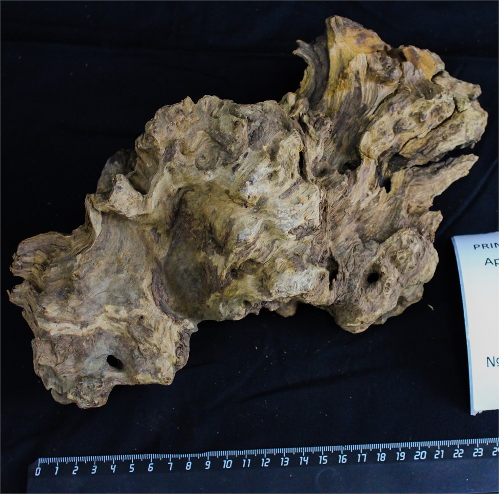 Коряга-эксклюзив Дракон M №20 - на фото актуальная коряга, существует в единственном экземпляре PR-080195-20 - фото 33508