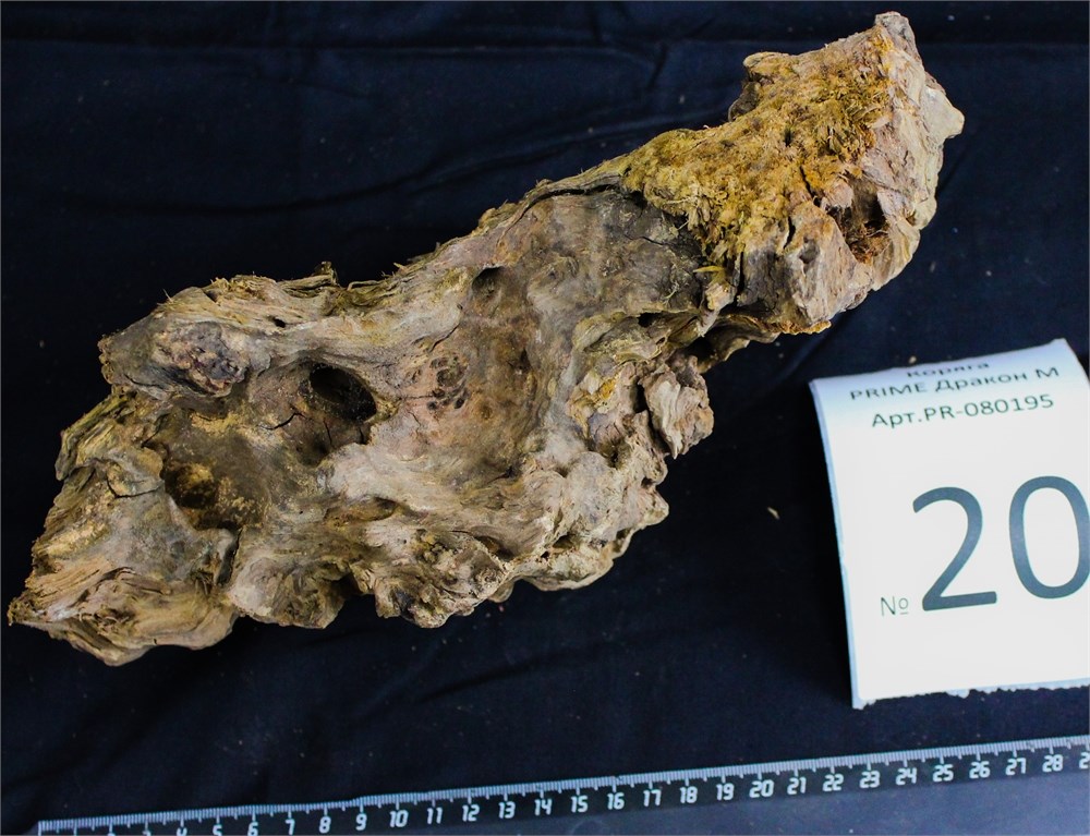 Коряга-эксклюзив Дракон M №20 - на фото актуальная коряга, существует в единственном экземпляре PR-080195-20 - фото 33509