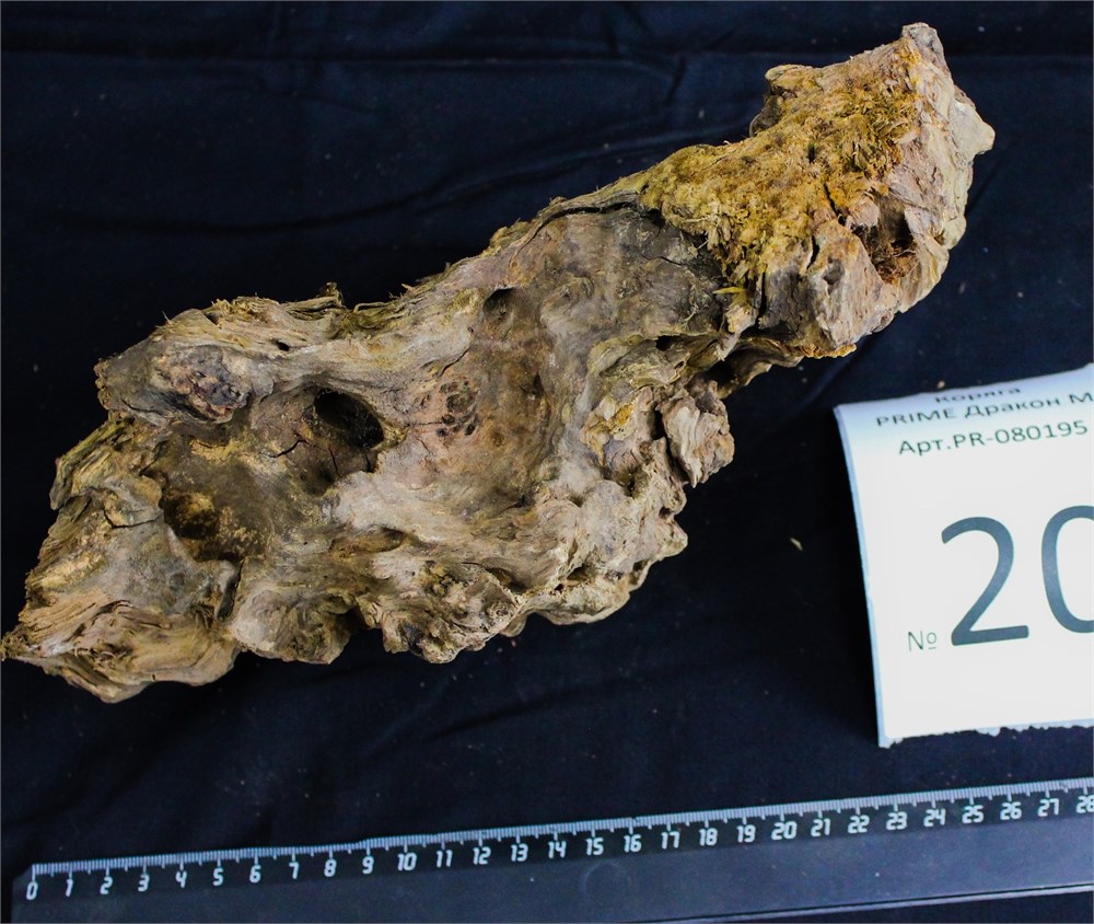 Коряга-эксклюзив Дракон M №20 - на фото актуальная коряга, существует в единственном экземпляре PR-080195-20 - фото 33510
