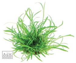 Dennerle Лилеопсис бразильский - растение для аквариума - коврик 5х5 см - фото 18964