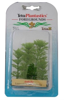 Tetra Ambulia 5 см - растения для аквариума - фото 21664