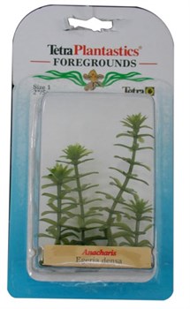Tetra Anacharis 5 см - растение для аквариума - фото 21673