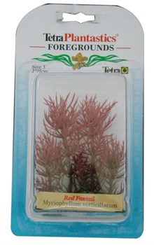 Tetra Red Foxtail 5 см - растение для аквариума - фото 22661