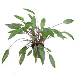 Tropica Криптокорина бекетти Петчи" - живое растение для аквариума" - фото 23204