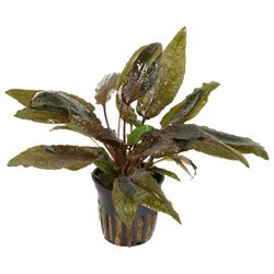 Tropica Криптокорина вендти Тропика" - живое растение для аквариума" T-109E - фото 23210