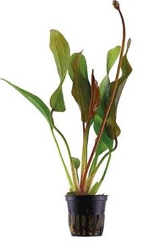 Tropica Эхинодорус Ред Даймонд" - живое растение для аквариума" - фото 23220