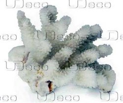 UDeco Finger Coral S - Коралл пальчиковый маленького рамера для оформления аквариумов, 1 шт. - фото 23274
