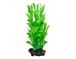 Tetra Hygrophila 23 см - растение для аквариума - фото 23950