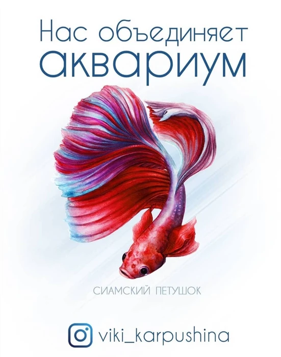 Открытка "Сиамский петушок" - Нас объединяет аквариум (с) Виктория Карпушина VK1