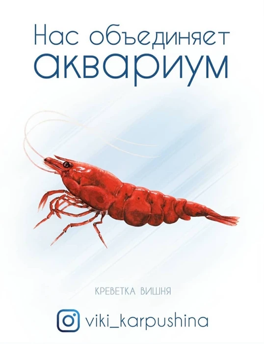 Открытка "Креветка вишня" - Нас объединяет аквариум (с) Виктория Карпушина VK3