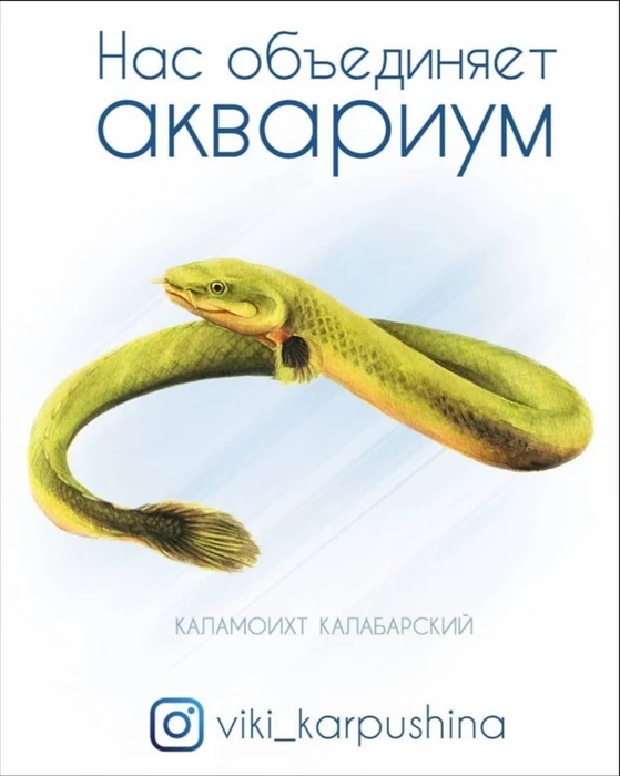 Открытка "Каламоихт калабарский" - Нас объединяет аквариум (с) Виктория Карпушина VK7