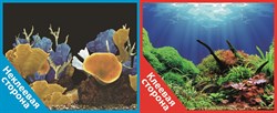 Фон двусторонний 60x30см с одной самоклеящейся стороной Морские кораллы/Подводный мир (СК) - фото 25313