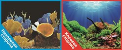Фон двусторонний 100x50см с одной самоклеящейся стороной Морские кораллы/Подводный мир (СК) - фото 25314