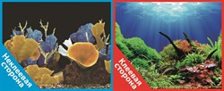 Фон двусторонний 100x50см с одной самоклеящейся стороной Морские кораллы/Подводный мир (СК) PR-040874 - фото 25314
