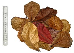 Листья индийского миндаля 20 г - фото 30473