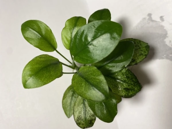 Anubias barteri var. nana "Pinto" (Анубиас бартера карликовый " Пинто") - меристемное растение для аквариума 821.841.1.30
