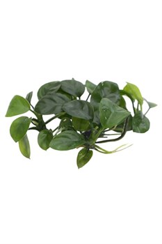 Anubias sp. Nangi (Анубиас "Нанги") - меристемное растение для аквариума 821.791.1.11 - фото 31714