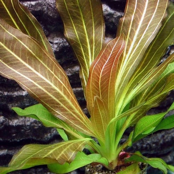 Echinodorus "Rose" (Эхинодорус "Розе") - меристемное растение для аквариума 821.741.1.11