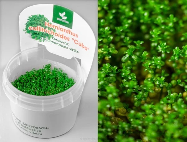Hemianthus callitrichoides "Cuba" (Хемиантус каллитрихоидес "Куба") - меристемное растение для аквариума 821.061.1.11