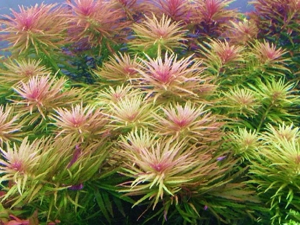 Limnophila aromatica (Лимнофила ароматика) - меристемное растение для аквариума 821.661.1.11