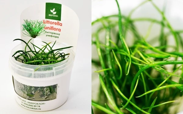 Littorella uniflora (Литторелла Унифлора) - меристемное растение для аквариума 821.611.1.11