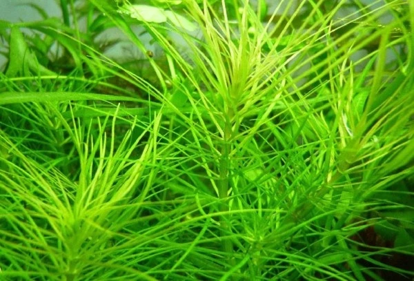 Pogostemon stellatus sp."Octopus" (Погостемон стеллатус "Октопус") - меристемное растение для аквариума 882.881.1.11