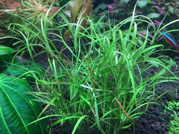 Juncus repens (Юнкус репенс) - меристемное растение для аквариума 821.821.1.11