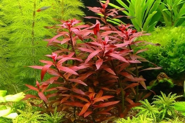 Ludwigia peruensis (Людвигия перуанская, Красная звезда) - меристемное растение для аквариума 821.921.1.11