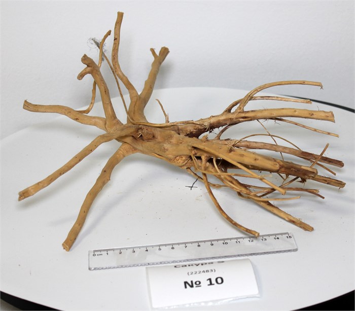 Коряга-эксклюзив Сакура (27x25x14 см) S №10 - на фото актуальная коряга, существует в единственном экземпляре PR-222483-10